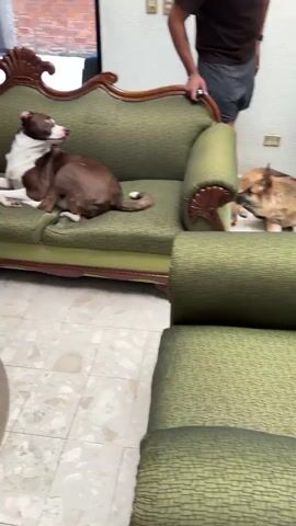 The video shows a room with a green vintage sofa and two wooden tables. A brown and white dog is lying on the sofa. Two German Shepherds are also present, one lying on the floor and another standing up. The room has a tile floor and several windows. A green car is visible through one of the windows. There are several decorative items on the tables, including a wooden fence figurine, ceramic hippos, and a decorative bowl.