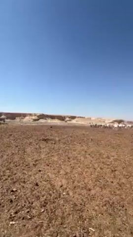 The video shows a herd of white sheep in a dry, dusty, desert-like landscape with a low rocky ridge in the background under a clear blue sky. The ground in the foreground is barren and cracked. There's a small tree in the middle ground with the sheep. The camera is static and the focus is on the sheep in the distance. A voice says "Wahou".