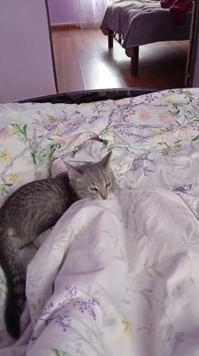 Gray kitten plays and rests in Baksan home early morning