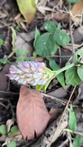 A person's hand enters the frame to the left and holds a small flowering plant with a spike of light purple, pink, and blue flowers. The plant is growing low to the ground amongst dry leaves and green clover-like foliage. The flowers are small and clustered together, with some fuzzy hairs visible. The hand gently touches the flowers.
