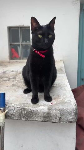 A black cat with a red collar is sitting on a concrete ledge outside of a building. The cat looks to the right, then turns to face the camera. The background is a white wall with a small window and a blue door.