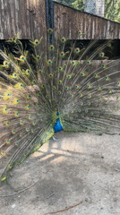 Peacock displays full plumage in Sandanski park, Bulgaria
