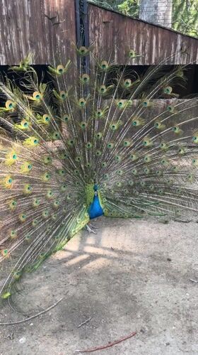 Peacock displays full plumage in Sandanski park, Bulgaria