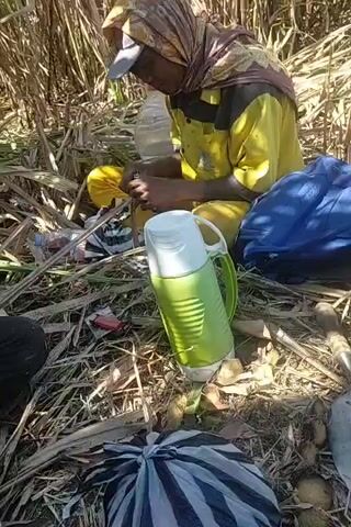 A person wearing a yellow shirt, yellow pants, a headscarf, and a baseball cap is sitting in dry grass and vegetation, holding a clear plastic bottle with a white lid and a white straw. The person is looking down at the bottle and appears to be drinking or manipulating something within it with their hands. To the left of the person is a green thermos with a white lid and handle. There are also various items of clothing or bags scattered around the person, including a blue bag to the right and a striped fabric item in the foreground. The background consists of tall, dry, brown stalks of vegetation, possibly sugarcane. The lighting suggests it is daytime.