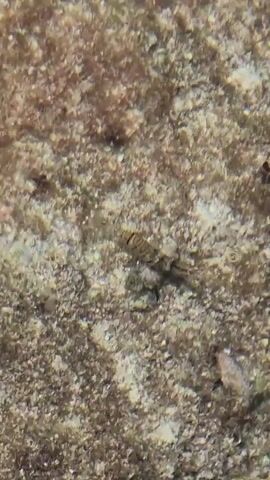The video shows a close-up view of the seabed, which is covered in sand and small pebbles. A small, grey crab is visible in the center of the frame, partially camouflaged against the seabed. The crab is motionless at the beginning of the video, but then it moves its legs and appears to be walking slowly. Another small object, possibly a shell or another small crab, is visible to the right of the main crab. The water is clear, and the lighting suggests it is daytime.