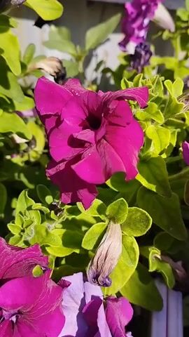 The video shows a close-up view of several petunia flowers. The flowers are various shades of pink, purple, and white. Some of the flowers are in full bloom, while others are wilting or have seed pods. The flowers are growing in a garden or planter box, with green leaves and stems visible. The background is blurred but appears to be a light-colored fence or wall. The lighting suggests it is daytime, possibly sunny, as there are shadows and highlights on the flowers. The camera is mostly stationary, with some slight pans and zooms.