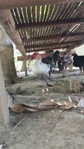 The video shows a group of birds, including a large white and black duck with a red face, and several chickens, gathered under a wooden structure. The ground is covered with dirt, stones, and dried leaves. The wooden structure appears to be a table or shelter with a slatted roof. The lighting suggests it is daytime outdoors.