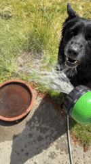 A Graham home: one wet dog, one messy floor, several vintage collectibles