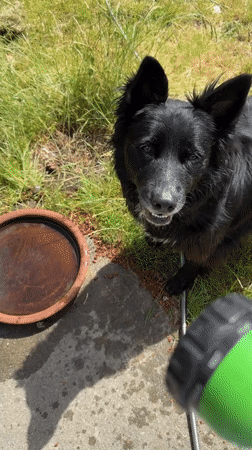 A Graham home: one wet dog, one messy floor, several vintage collectibles