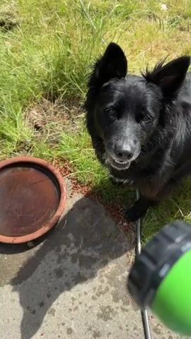 A black dog is sprayed in the face with water from a green hose nozzle. The dog shakes its head and the water spray continues. The dog licks its nose. The dog is outdoors in a grassy area next to a concrete patio. A terracotta dish is visible on the patio.