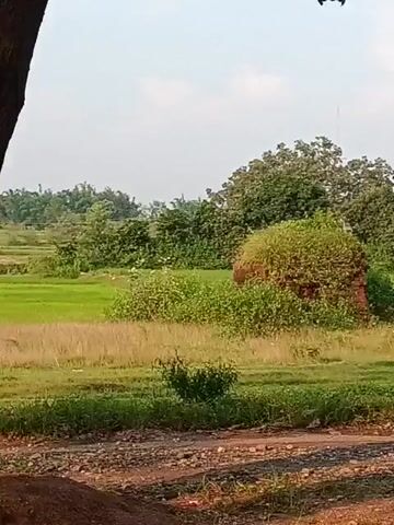 A low-angle, handheld shot pans right across a rural landscape with a dirt road in the foreground. A cluster of trees dominates the background, with a break in them revealing a green field. To the left of the field, a small, overgrown, brick structure is visible, covered in foliage. A power pole and wires are prominent in the center-right of the frame. The sky is overcast.