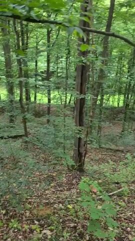 The video shows a first-person perspective of walking through a dense forest. The ground is covered in fallen leaves and some undergrowth. Tall trees with green foliage line the path, with sunlight dappling through the canopy. The terrain appears to be uneven, with a slight incline visible in some sections. The atmosphere is calm and natural, with no other people or animals immediately apparent.