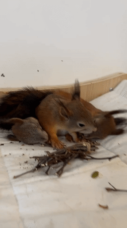 Baby squirrels and bronze nesting birds in Minsk