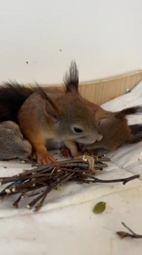 Baby squirrels and bronze nesting birds in Minsk