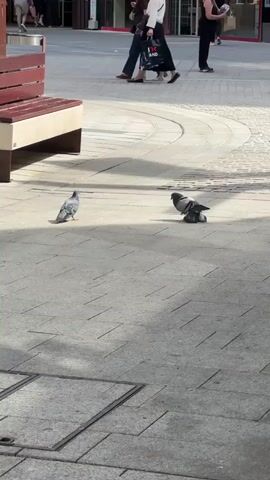 The video shows two pigeons in a public square. One pigeon is gray and standing upright, while the other is darker and squatting. A young girl runs around the pigeons, and adults walk by in the background. There is a bench next to the pigeons on the left side. The ground is made of gray paving stones.