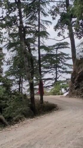 Monk walks forest paths in Dharamkot amid prayer flags