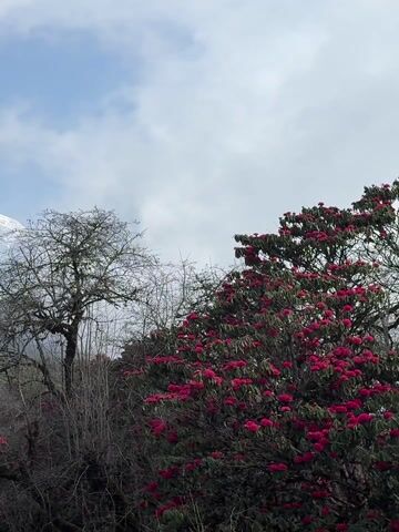 The video showcases a breathtaking mountainous landscape, likely in the Himalayas, specifically Lwang Ghalel, Nepal. The foreground is dominated by a vibrant forest, featuring numerous trees, some bare and others adorned with brilliant red rhododendron blooms. The rich red of the flowers provides a striking contrast to the lush green foliage and the starkness of the deciduous trees.

In the mid-ground and background, majestic snow-capped mountains rise prominently under a partly cloudy, bright blue sky. The snow-covered peaks are partially shrouded by white clouds, adding to their grandeur and mystique. The camera pans slowly across the scene, first showing a single snow-capped peak with trees in the foreground, then moving to reveal a wider panorama of the mountain range. The movement highlights the vastness of the landscape and the interplay between the flowering trees and the towering peaks. The overall impression is one of serene natural beauty and the awe-inspiring scale of the Himalayan environment. There are no people or visible text in the video. The weather appears clear and sunny, indicating daytime.