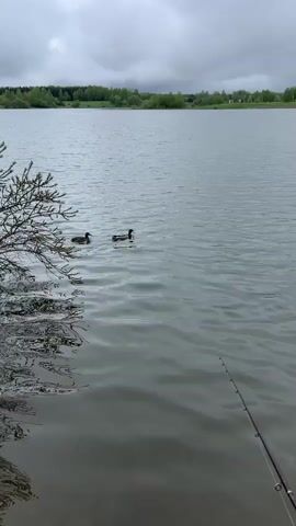 The video shows a lake on a cloudy day with two ducks swimming on the surface.  A fishing rod is visible at the lower right of the frame, indicating someone is fishing by the lake. Some trees are seen in the distance on the other side of the water, and some branches from a tree are on the left side of the frame. The lake's surface is slightly rippled.