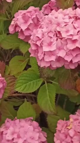 The video shows a close-up view of pink hydrangeas with green leaves. The camera pans across the flowers, showcasing their layered petals and clusters. In the background, a green shrub and a body of water can be seen, suggesting an outdoor setting. The lighting appears to be overcast or natural daylight.