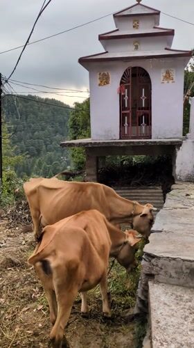 Morning scenes of temple, cows, and daily life in Haini, India