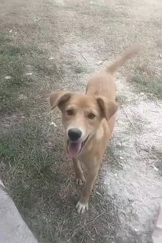 A medium-sized, light brown dog is in a yard. The dog is standing, with its tail wagging. It looks directly at the camera and pants with its tongue out. The ground is covered with dry grass and dirt. A portion of a concrete structure is visible in the bottom left corner of the frame.