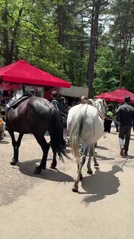 The scene shows two horses, one black and one white, standing on a paved surface with a sandy texture in an outdoor environment. The black horse is to the left, and the white horse is to the right of the frame. Both horses are saddled. Behind the horses are red market canopies, indicating a marketplace or event setting. People are visible behind the horses, walking around and engaged in activities that are typical for such a setting. The environment includes trees, providing a green backdrop. The lighting is bright, suggesting it is daytime.