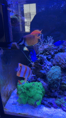 Tropical saltwater aquarium observed in Ryazan, Russia