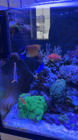 Tropical saltwater aquarium observed in Ryazan, Russia