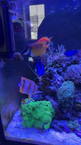 Tropical saltwater aquarium observed in Ryazan, Russia