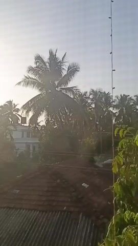 A tall, thin pole with small, dark objects attached at intervals stands vertically on the right side of the frame. The pole is positioned in front of a dense cluster of palm trees. A large palm tree with its fronds silhouetted against a bright sky is prominently visible in the center of the frame. In the background, a white building with a sloped roof is partially obscured by foliage. In the foreground, a tiled roof with a corrugated metal roof below it is visible. The sky is bright and hazy, suggesting it may be early morning or late afternoon.