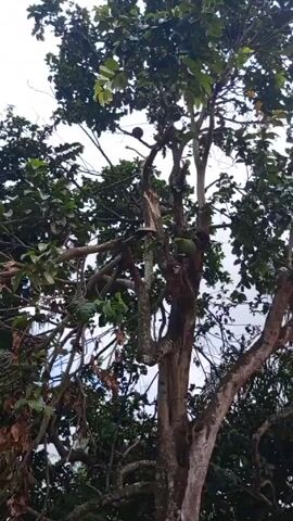 The video starts with a view looking up into a tree with green leaves and several brown fruits. The camera then pans down to reveal a stack of light-colored bricks and a small blue motorcycle in the background. Finally, the camera focuses on a collection of round fruits scattered on the ground. Some fruits are brown and appear to be dried out, while others are green and slightly yellowing. Small pieces of debris and twigs are scattered around the fruits on the sandy ground.
