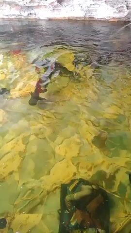 A school of dark-colored fish swims in a clear, shallow body of water. The water is illuminated by sunlight, creating a yellow-green hue on the rocky, uneven bottom. The fish vary in size and shape, with some appearing long and slender while others are shorter and more robust. They move in unison, occasionally bumping into each other as they navigate the underwater terrain. The water's surface is calm, with only a few ripples indicating the movement of the fish below. The overall impression is one of a peaceful and serene aquatic environment.
