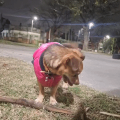 Evening dog walking and social activity in Wilde park