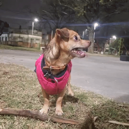 Evening dog walking and social activity in Wilde park