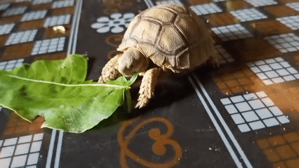 Pet tortoise gets hands-on attention at home