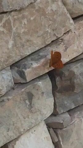 A close-up, vertical shot shows an orange butterfly resting on a stacked stone wall. The butterfly’s wings are folded, revealing intricate orange and black markings. The stones are a light, earthy color with visible texture and variations in shade, suggesting they are natural and weathered. The lighting appears to be natural, casting subtle shadows, and the overall tone of the image is warm and serene. The scene is quiet and still, focusing on the delicate beauty of the butterfly against the rustic backdrop of the stone. No people are visible. The context of Starozagorski bani, Bulgaria, implies an outdoor setting, possibly a garden, pathway, or building exterior. The time of day and weather are not explicitly indicated but the lighting suggests it could be daytime with soft light. There is no visible text.