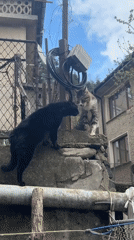 Two cats meet and interact on concrete wall in Zlatograd