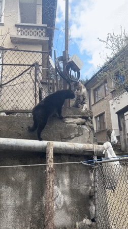 Two cats meet and interact on concrete wall in Zlatograd
