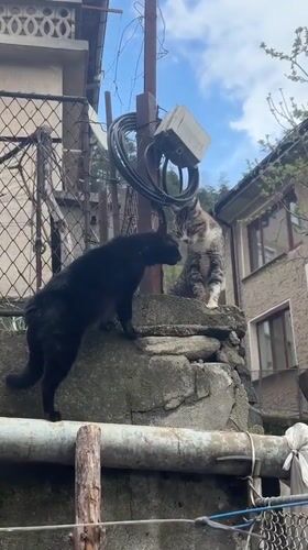 Two cats meet and interact on concrete wall in Zlatograd