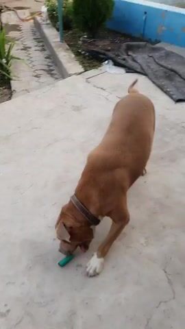 A brown dog with white paws is on a concrete patio. It is sniffing at a small green object on the ground. The dog is wearing a brown collar. In the background, there is green foliage and a concrete walkway.