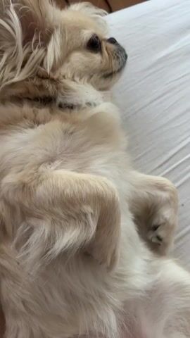 A small, light-colored dog with long, fluffy fur is lying on its back on a white surface. The dog's eyes are closed, and its paws are resting on its chest. The dog appears to be relaxed and comfortable. The background is a white, textured surface, possibly a bed or sofa. The lighting is soft and natural.