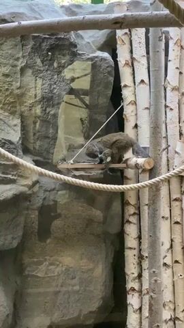 A small, furry animal with a long tail, possibly a lemur, is perched on a wooden platform suspended by a rope within an enclosure. The enclosure features a rocky wall on the left and a wall made of vertical, pale tree trunks on the right. The animal is facing away from the camera and appears to be engaged in an activity on the platform. The lighting suggests an indoor environment, possibly a zoo exhibit.