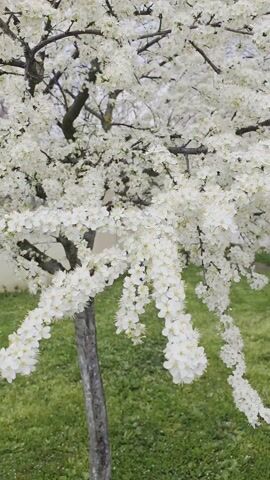 The video showcases a blossoming tree, its branches densely covered in delicate white flowers. A single bee is visible, actively moving across the flowers, presumably collecting pollen. The tree stands against a backdrop of green grass and a blurred building in the distance, suggesting an outdoor setting, likely a yard or garden. The camera focuses closely on the blossoms and the bee, capturing the details of the natural scene.