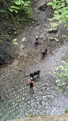 This video shows an overhead view of a shallow, rocky river in a lush, wooded area. The water is clear and rippling, with sunlight glinting off its surface. Two people and two dogs are present. One person, a woman wearing a black swimsuit, stands in the water interacting with a black dog. The second person, wearing a white baseball cap and a darker top, sits on the rocky bank further upstream, observing the scene. A second black dog is near this person. The trees and foliage on the steep banks suggest a natural, possibly secluded, environment. The light indicates it is daytime, likely with partly cloudy or overcast conditions given the diffused light. There is no visible text in the video. The overall mood appears relaxed and playful, with the woman and dog enjoying their time in the water. The location is identified as Plastunka, Russia.