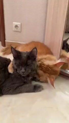 In a well-lit indoor setting, two Maine Coon cats are lying on a beige, tiled floor near a wall with a mirror. The cat in the foreground is a dark gray color and has its eyes closed, appearing relaxed. An orange cat is nestled against the gray cat, licking its face affectionately. The gray cat has one paw draped over the orange cat's back. In the background, there is a wall with a power outlet and a light wood-colored cabinet or door frame. A mirror is leaning against the wall reflecting the cats. There is music playing.