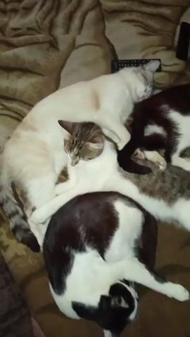 The video shows a close-up aerial view of four cats sleeping together on a brown patterned blanket. The cats are of various breeds and colors. A white cat with light brown markings on its face and tail is lying on its side. On top of the white cat is a tabby cat with grey, black, and white fur. Beneath the tabby cat and the white cat is another cat with black and white fur, curled up with its head tucked under its body. A fourth cat, predominantly white with brown patches and a black tail, is partially visible to the right. A black remote control is also visible on the blanket in the upper right corner of the frame. The lighting is dim, suggesting it is nighttime or indoors.