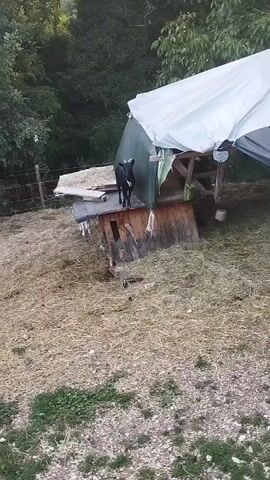 A black goat stands on a wooden structure with a tarp overhead. The ground is covered in hay and gravel. Trees are visible in the background.