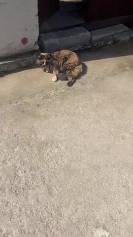A calico cat lies on a concrete surface in the sunlight. The cat is facing the camera and appears to be grooming itself. The cat is a medium-sized feline with long fur that is a mix of black, orange, and brown. It is lying on its side with its legs extended. Behind the cat is a wall and some concrete blocks.