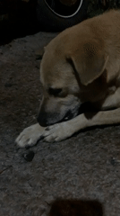 Dog spotted examining object on ground in Kabalana