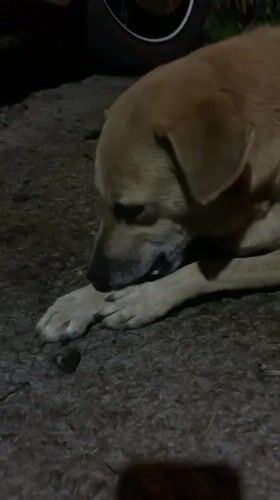 Dog spotted examining object on ground in Kabalana